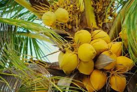Dwarf or short variety which producing green, orange and yellow nuts. 13 Different Types Of Coconuts That Grow Around The World Conserve Energy Future