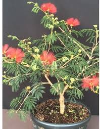 Image result for Calliandra tweedii