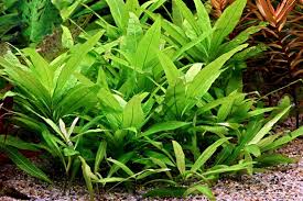 Image result for Dichaetanthera corymbosa