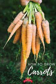 How To Plant And Grow Carrots Vegetable Garden Raised Beds How To Plant Carrots Summer Vegetables Garden