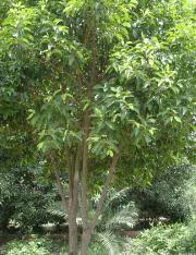 Image result for Mimusops elengi