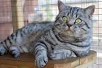 American Shorthair Silver Tabbies - Silver Shorthairs
