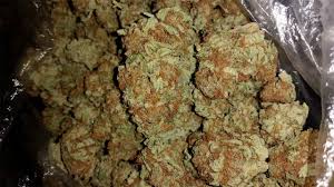 Santa Maria aka Planck Weed Strain Information