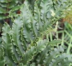 Image result for Blechnaceae