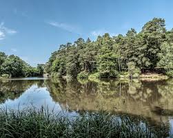 Trois balades en for&ecirc;t de Rambouillet, une for&ecirc;t plus grande que Paris