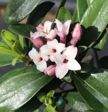 Image result for Synandrodaphne