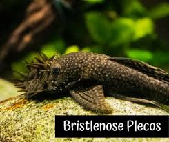 Are there any other kinds of shrimp which could possibly work with a betta? 13 Safe And Compatible Betta Fish Tank Mates Pethelpful By Fellow Animal Lovers And Experts