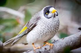 Image result for birds