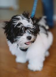 It is the offspring of two purebred parents. Poodle Maltese Shih Tzu Cheap Buy Online