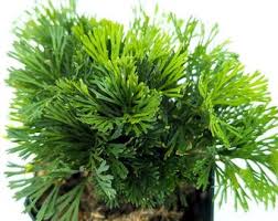 Image result for Elaphoglossum kivuense