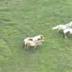Ponies Back Home After Running Free Near Turnpike in NW Miami ...