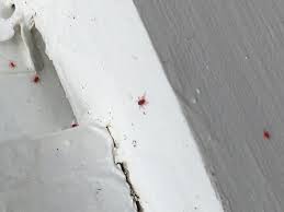 Clover mites are arachnids, according to entomology. Clover Mites Diy Home Improvement Forum