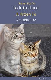 Before you bring your new cat home, there are some fundamental steps to accomplish that will give a. How To Introduce A New Kitten To An Older Cat Proven Tips In 2020 Older Cats Cats Introducing A New Cat