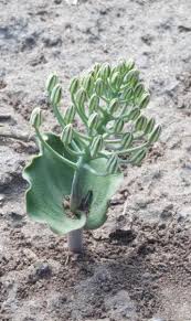 Image result for Eriospermum andongense