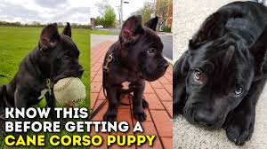 Adopt a cane corso near you in wisconsin. You Must Know This Before Getting A Cane Corso Puppy Youtube