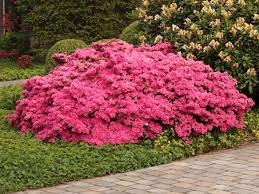 Azaleele sunt un grup de arbusti care fac parte din genul rhododendron. Japanische Azalee Kermesina Rhododendron Obtusum Kermesina Baumschule Horstmann