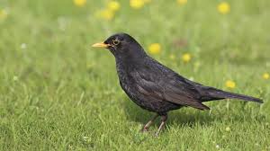 Falls ihre gartenvögel an einem ungünstigen ort brüten wollen, sollten sie das frühzeitig unterbinden und alternativen schaffen. Amsel Wie Der Vogel Nistet Brutet Und Den Nachwuchs Futtert