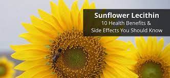 Sunflower Lecithin 10 Health Benefits And Side Effects You Should Know Sunflower Lecithin Benefits Sunflower Lecithin Sunflower