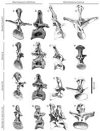 Image result for Brachystegia torrei