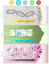Research, including molecular modeling, gene manipulation, development of diagnostics and. Bioelectrical Understanding And Engineering Of Cell Biology Journal Of The Royal Society Interface