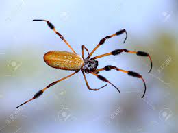 Phoneutria, commonly known as brazilian wandering spiders, armed spiders, or banana spiders, are a genus of aggressive and venomous spiders of potential medical significance to humans. Female Golden Banana Spider Hanging Above The Swamps Of Louisiana Stock Photo Picture And Royalty Free Image Image 5472829