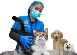 Enter your zip code & find info on low cost vet. Home Abu Dhabi Falcon Hospital
