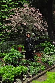 Beautiful foliage is this tree's star attraction. Gardenatoz Prune To Keep A Tree Small Garden A To Z