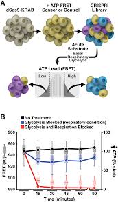 The product of this reaction is trapped. Plos Biology A High Throughput Screen Of Real Time Atp Levels In Individual Cells Reveals Mechanisms Of Energy Failure