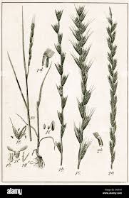 Image result for Lolium multiflorum