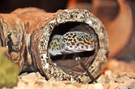 As you can imagine, leopard geckos will shake their tail to divert attention whenever they feel threatened. Can You Train A Leopard Gecko A Complete Guide Critter Owner
