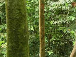 Image result for Staudtia