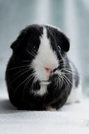 Pin On Porcellini D India