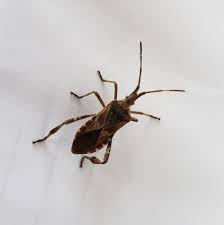 Western Conifer Seed Bug Western Conifer Seed Bug Conifers Bugs