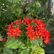 Image result for Clerodendrum splendens
