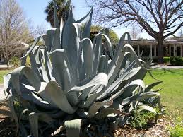 If the answer to any of these questions is yes, then consider bringing home your very own aloe vera plant! Autumn Giant Aloe Vera By Pintoness On Deviantart