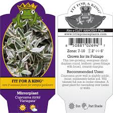 Image result for Coptosperma zygoon