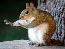 Select from premium funny animals of the highest quality. The Comedy Wildlife Photography Awards Picks Their 41 Top Images Of 2018