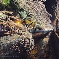 Cherry Blossom In Jinhae In South Korea At Night South Korea Cherry Blossom Blossom