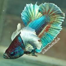 Show Betta Showbettafish Instagram Photos And Videos Betta Fish Betta Photo