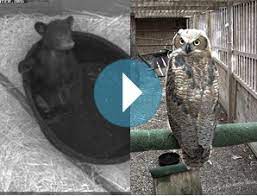 They rehabilitate injured wildlife with the goal of releasing wildlife back into the wild. The Wildlife Center Of Virginia