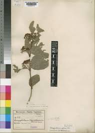 Image result for Campylostemon angolense