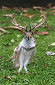 According to the chive, these hilarious hybrid animals were created at worth1000.com using their new pictures to pin on pinterest, pin,hybrid animals photoshop 18 hybrid animals make my brain feel,on pinterest. Hybrid Animals Photoshop 18 Hybrid Animals Make My Brain Feel Photoshopped Animals Fake Animals Animal Mashups
