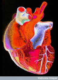 The Heart Our First Organ Eurostemcell It works constantly without ever pausing to rest. the heart our first organ eurostemcell