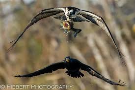 Bird With Big Mouth Name Pin On Raptors