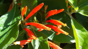 Image result for Justicia odora