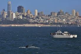 18 Mejores Cosas Que Hacer En San Francisco California Con Ninos