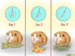 Pin On Guinea Pigs