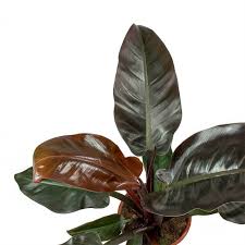 Philodendron Imperial Red Houseplants Hortology Plants Philodendron Foliage Plants