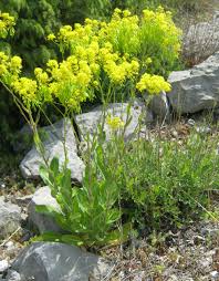 Brit care puppy lamb & rice. Obrazek Isatis Tinctoria Boryt Barvirsky Biolib Cz