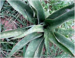 Image result for Sansevieria dawei